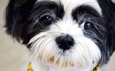 Problemas oculares en perros braquicefálicos: bulldog, carlino, shih-tzu