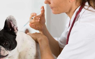 Calendario de vacunación para la protección de tu perro
