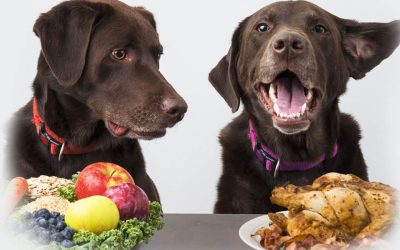 ¿Qué alimentos no deben comer los perros?