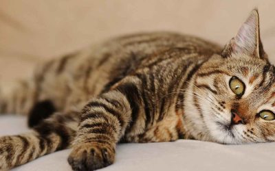 Enfermedad del tracto urinario inferior felino