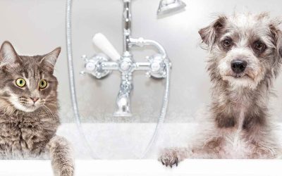 La higiene de nuestras mascotas