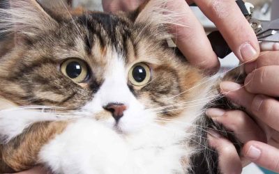 La importancia de las uñas en los gatos: cuidados básicos