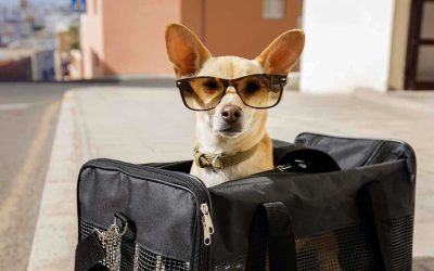 Recomendaciones para viajar con tu mascota