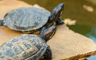 ¿Conoces los diferentes tipos de tortugas de agua y sus cuidados?