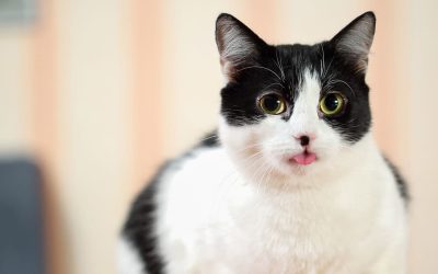 Principales síntomas para saber si tu gato ha ingerido sustancias tóxicas