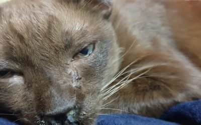 Clamidiosis Felina: Mi gato tiene los ojos llorosos e inflamados