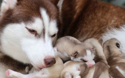 Nuevos avances y tratamientos en reproducción canina