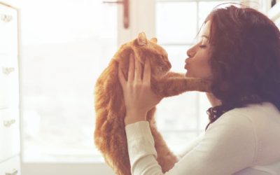 Consejos para mejorar la calidad de vida de nuestros gatos durante el período de confinamiento