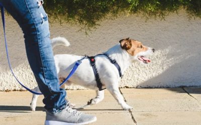 Consejos para mantener el bienestar de nuestros perros durante el período de confinamiento