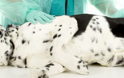 Hernias discales en perros: tipos, síntomas y tratamientos