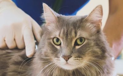 Toxoplasmosis en gatos: ¿qué es y cómo prevenir su contagio?