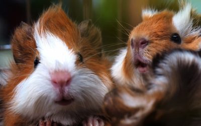 Alimentación en roedores: ¿Qué come un hámster o una ardilla?