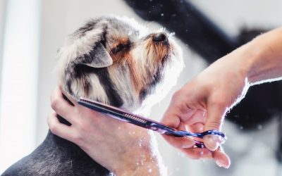 Beneficios de cortar el pelo a tu perro o gato