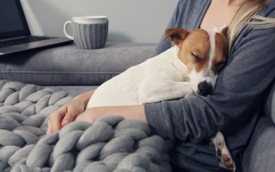 ¿Los perros pasan frío y enferman como nosotros en invierno?