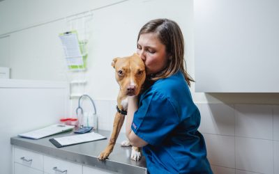 Endocrinología e Hipotiroidismo en perros